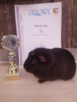 2. Platz Hauptklasse Crested