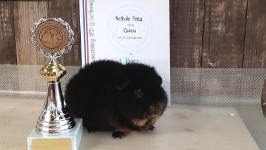 1. Platz Hauptklasse US-Teddy